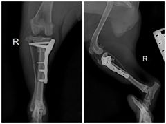 -东莞宠友24H宠物中心医院·转诊夜诊·异宠(新河北路院)