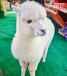 -萌宠亲子动物乐园(槐房万达店)