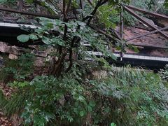 -大芦花风景区
