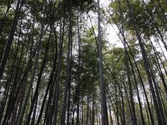 -西湖风景区十里琅珰-五云山