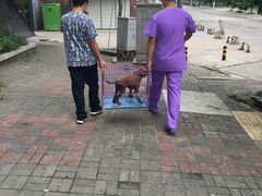 -伟伟宠物医院·CT影像中心·瑞派犬猫综合性门诊(汉口总院)