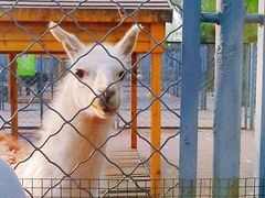 -长白岛森林公园