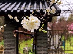 -南汇桃花村