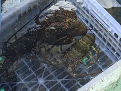-三亚西岛海洋文化旅游区
