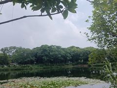 -金银湖国家城市湿地公园