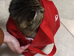 -艾贝尔宠物医院·狂犬免疫点(江山金象城店)