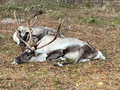 -北极村旅游风景区