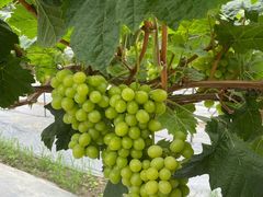 -金谷域澳洲庄园