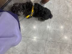 -半岛宠物医院24小时·内窥镜·牙科·碎石中心(府城大道店)