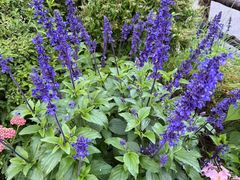 -泸沽湖国家级风景名胜区走婚桥