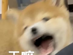 -春笙食堂.丼饭拉面寿司(GOGO新天地店)