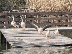 -溱湖国家湿地公园