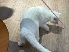 -有猫主题·治愈系猫咖(曾厝垵店)