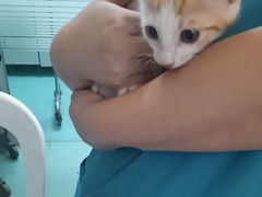 -动物缘宠物医院·骨科·猫科(西二环店)