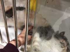 -1013 PET SHOP 宠物商店(近铁城市广场店)