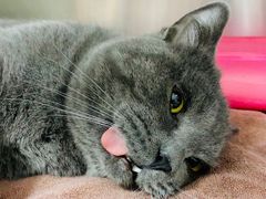 -佑安动物医院·全科·内窥镜中心(幸福巷店)