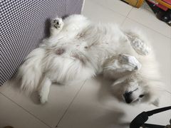 -DFS迪斐世(香港广东道店)