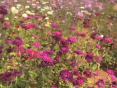 -花博汇(知音花月夜)