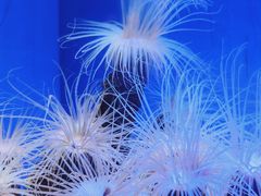-上海海洋水族馆