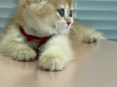 -瑞派福兴宠物医院犬猫全科·骨科·中西医结合(河东店)