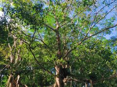 -中国科学院西双版纳热带植物园