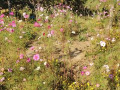 -大兴滨河森林公园