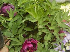 -花鸟鱼虫鲜花绿植市场(玉泉路店)