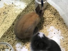 -momokira米努特·德文卷毛猫·棉花面纱犬
