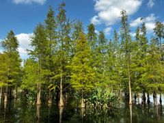 -白鹭湾湿地公园