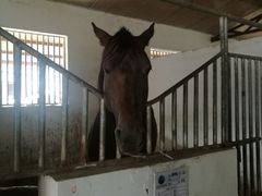 -月河湾马术俱乐部(朝阳店)