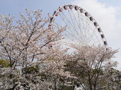 -顾村公园