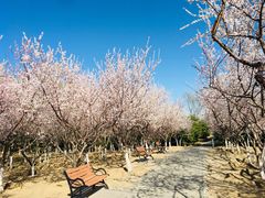 -大兴滨河森林公园