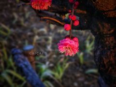 -天鹅湖体育公园