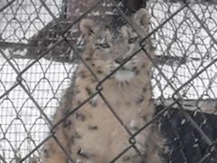 -青藏高原野生动物园
