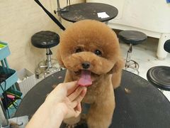 -多卡布奇宠物生活馆(上林世家店)