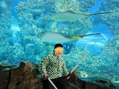 -芜湖新华联大白鲸海洋公园
