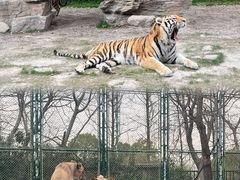 -上海野生动物园