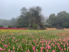 -上海鲜花港