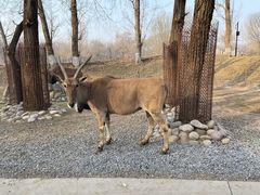 -北京野生动物园