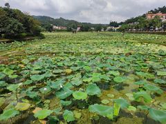 -红山村