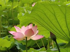 -荔湾湖公园