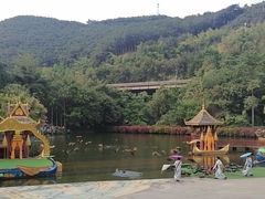 -西双版纳原始森林公园