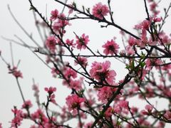 -新湖明珠城