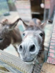 -萌宠亲子动物乐园(槐房万达店)