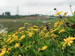 -紫颐香薰山谷景区