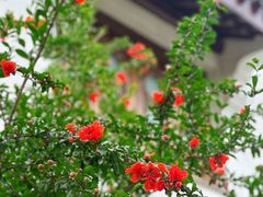 -苏州文庙(姑苏区)