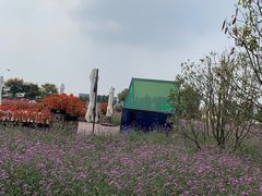 -荷兰花海