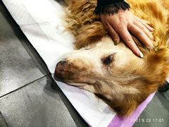 -宠爱国际动物医院· 猫科· 外科·中兽医(长白店)