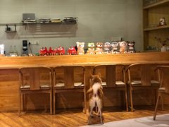 -柴务处·柴犬主题狗咖