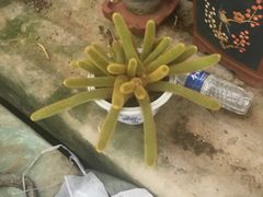 -花木兰花艺MULAN(温馨花园店)